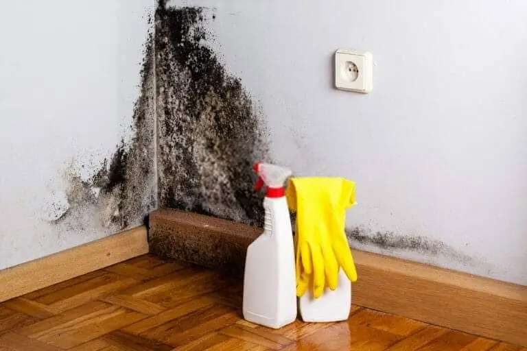 Mould Removal Auckland / Mould Remediation Service operational detail