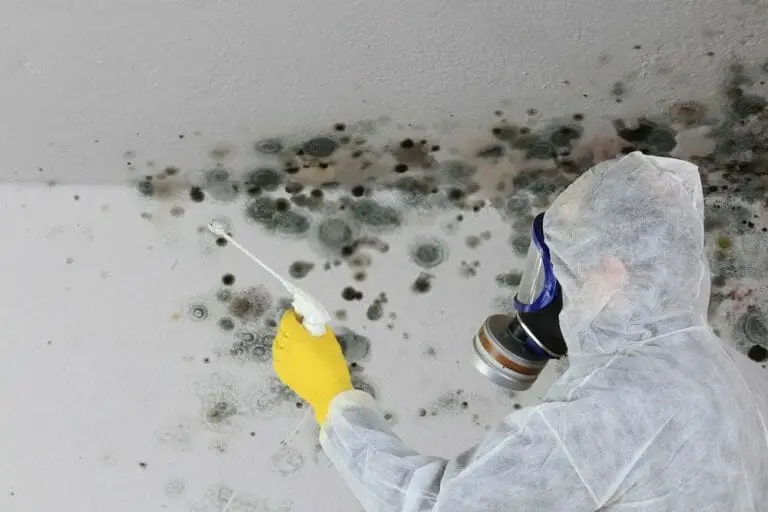 Mould Removal Auckland / Mould Remediation Service service scene